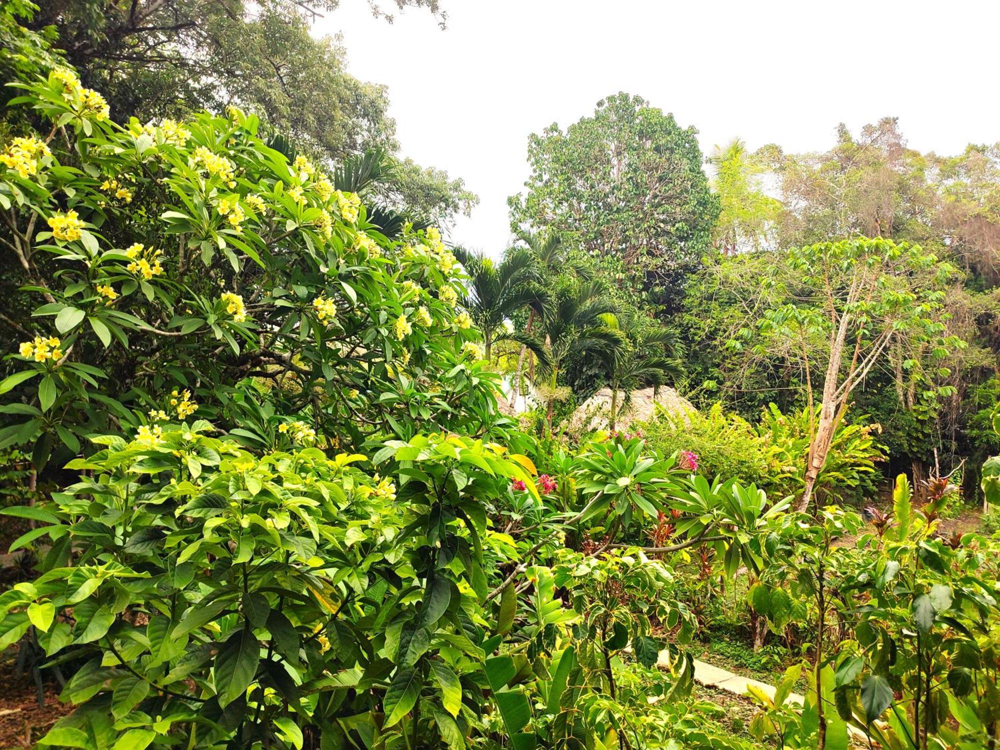 Maya Mountain Lodge San Ignacio Kültér fotó